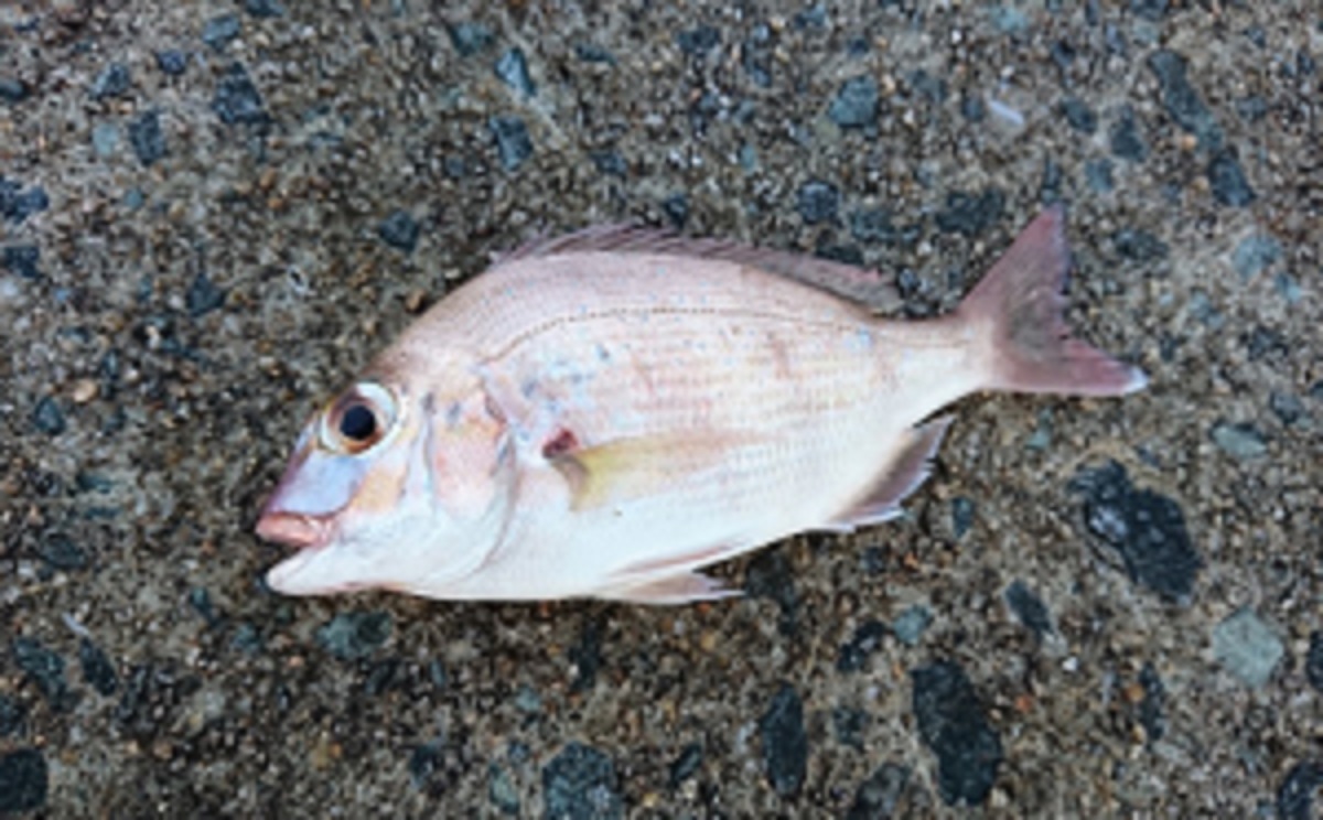 福岡の釣りアジングサビキでチャリコも釣れる ８月下旬の姪浜漁港 釣りスタイル