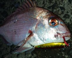 メタルジグ20gで真鯛が釣れるライトショアジギング佐賀11月呼子港