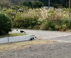 長崎脇岬港旧フェリーパーク跡地釣り猫白黒